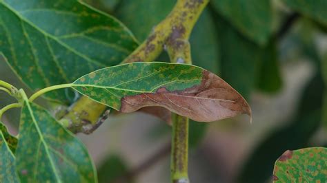 avocado leaves turning brown|More.